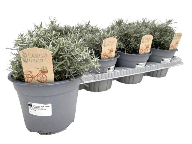 <h4>Helichrysum italicum</h4>