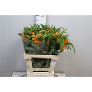 Ascl Tuberosa