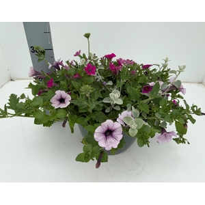 PERKPL GEM IN POT