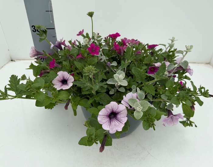 <h4>PERKPL GEM IN POT</h4>