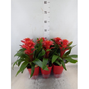 Guzmania  'Optima'