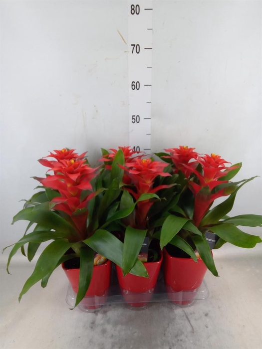 <h4>Guzmania  'Optima'</h4>
