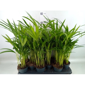 Dypsis lutescens   ...Chrysalidoca
