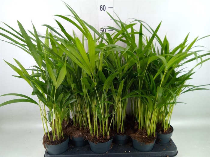 <h4>Dypsis lutescens   ...Chrysalidoca</h4>