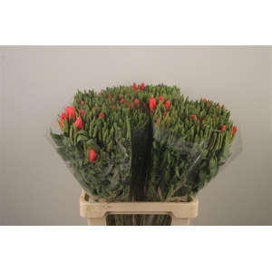 Clarkia Am Gr Salmon