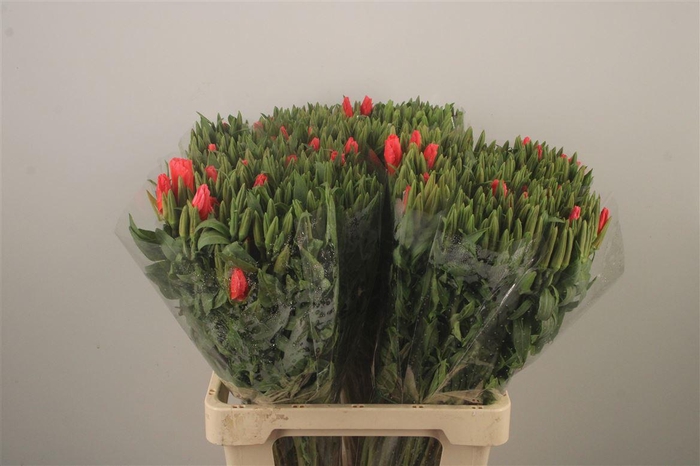 <h4>Clarkia Am Gr Salmon</h4>