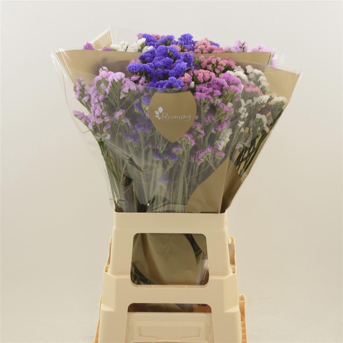 <h4>Statice Rainbow | Heavy Quality</h4>