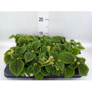 Pilea mollis 'Moon Valley'