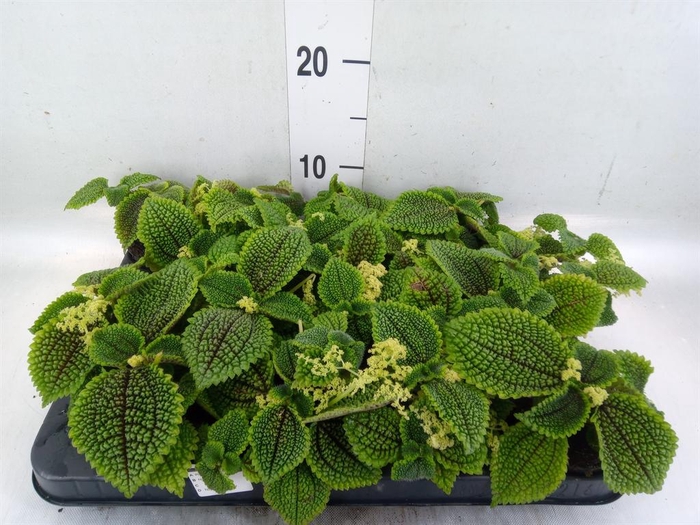 <h4>Pilea mollis 'Moon Valley'</h4>