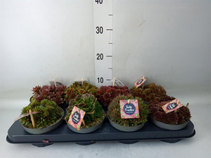 <h4>Sempervivum   ...</h4>