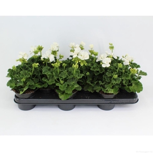 Pelargonium Zonale Toscane Cato