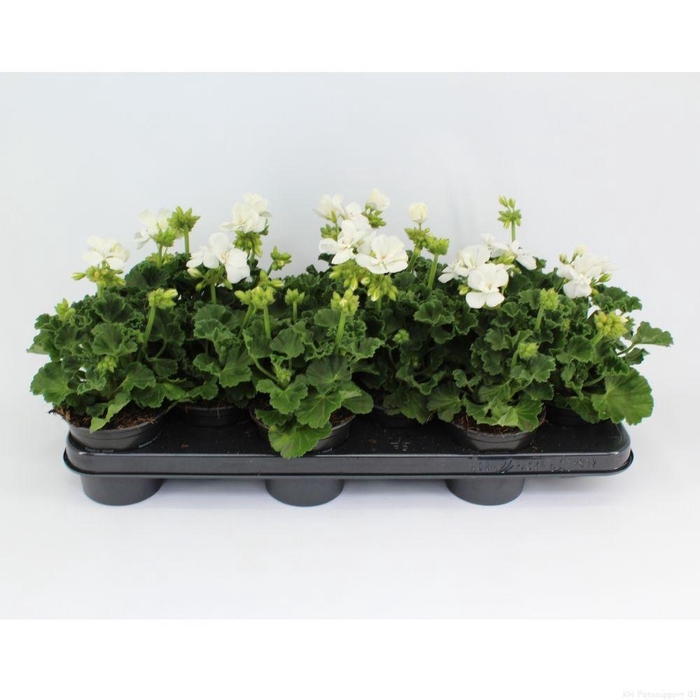 <h4>Pelargonium Zonale Toscane Cato</h4>