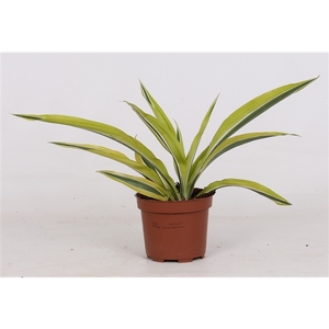 Dracaena Lemon kopstek