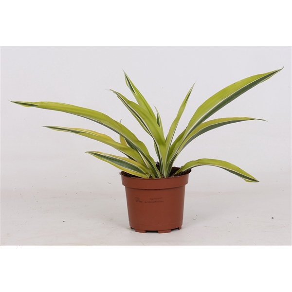 <h4>Dracaena Lemon kopstek</h4>