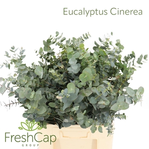 Eucalyptus Cinerea