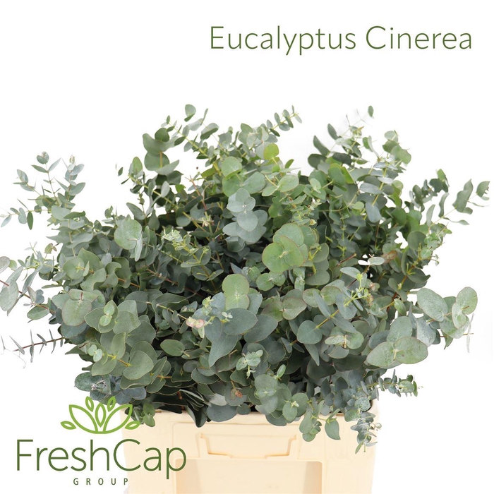 <h4>Eucalyptus Cinerea</h4>
