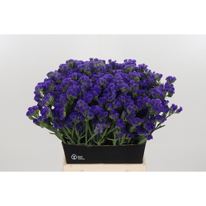 Limonium Crystal Dark Blue