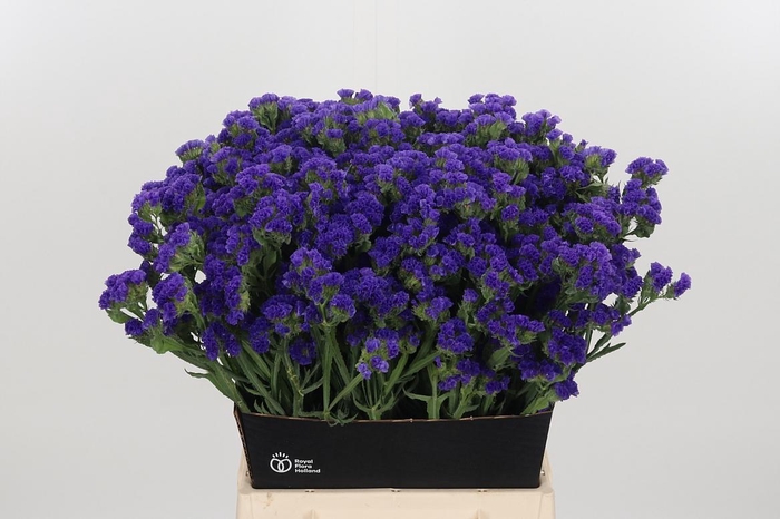 <h4>Limonium Crystal Dark Blue</h4>
