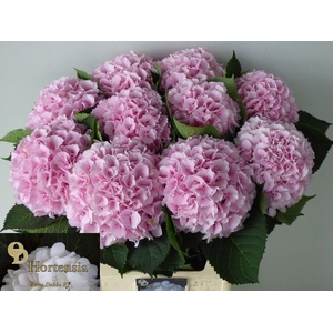 Hydrangea verena