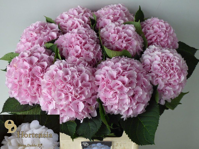 <h4>Hydrangea verena</h4>