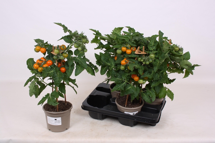 <h4>TOMATENPLANTEN</h4>