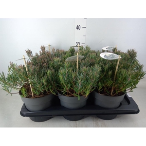 Andromeda polifolia 'Blue Ice'