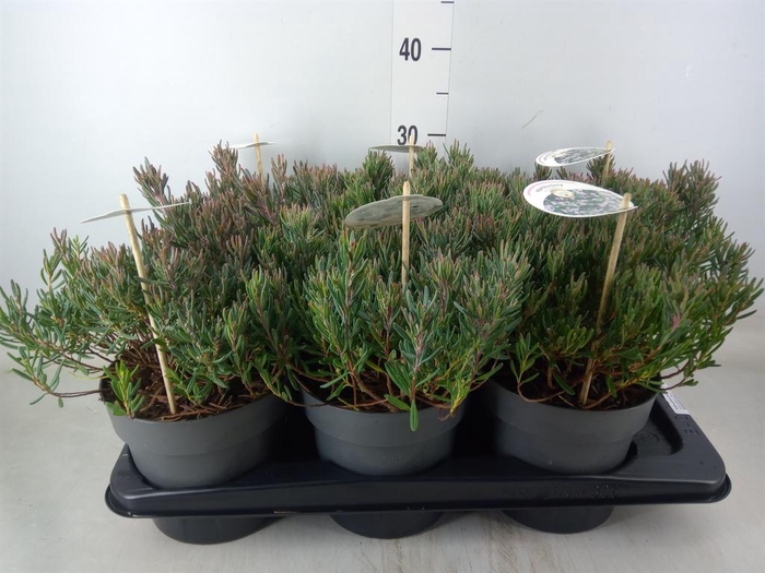 <h4>Andromeda polifolia 'Blue Ice'</h4>