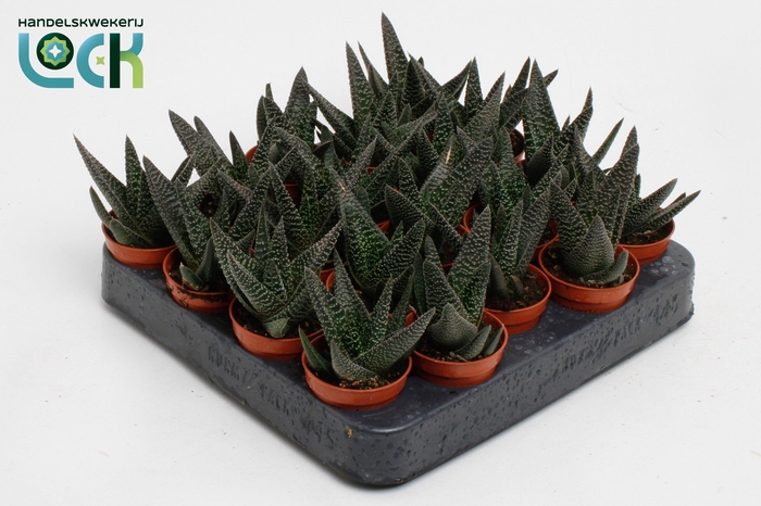 <h4>Haworthia Gasworthia 'Royal Highness</h4>