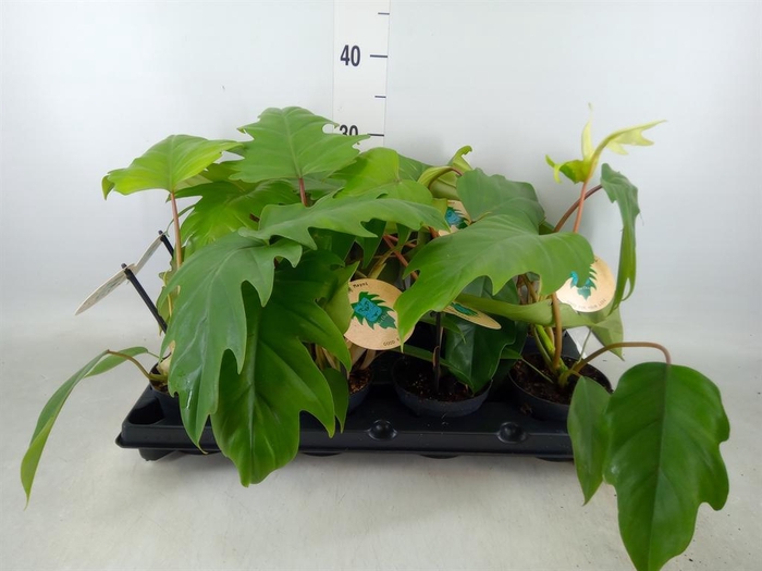 <h4>Philodendron   ...</h4>