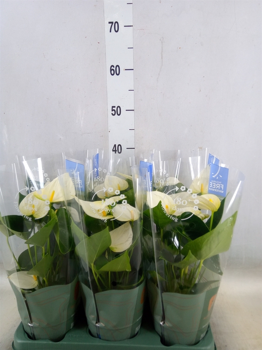<h4>Anthurium  'Karma White'</h4>