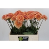 Dahlia Yelno Harmony