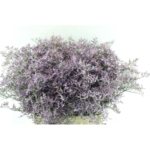 Lim Saf Lilac