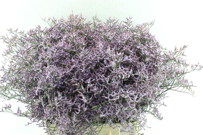 <h4>Lim Saf Lilac</h4>
