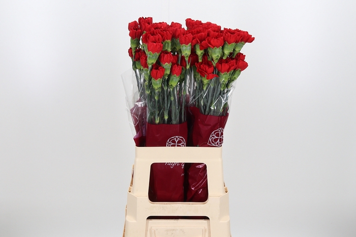<h4>Di St Red</h4>