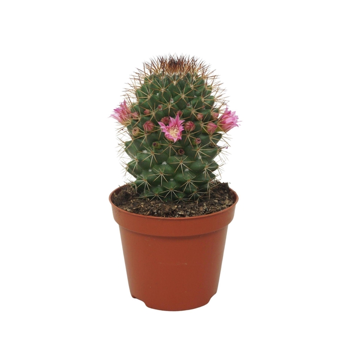 <h4>Mammillaria backebergiana subsp. er</h4>