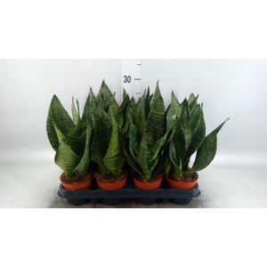 Sansevieria zeylanica