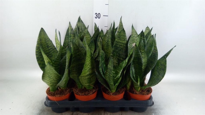 <h4>Sansevieria zeylanica</h4>