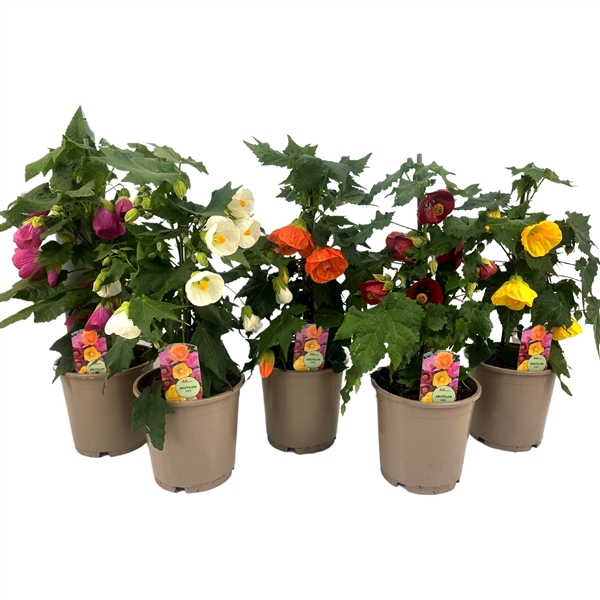 <h4>Abutilon P15 MIX</h4>