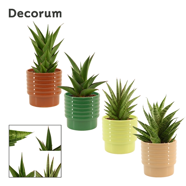 <h4>Sansevieria Crown mix 12 cm in Naemi (Natural bubble-collection)</h4>