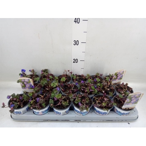 Anemone blanda 'Blue Shades'