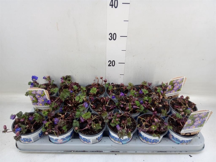 <h4>Anemone blanda 'Blue Shades'</h4>