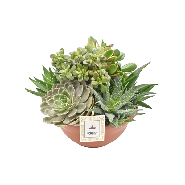 <h4>Arrangement Succulent in plastic bowl 30 cm</h4>