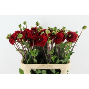 DAHL BIZON ROOD