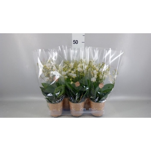 PHALAENOPSIS MULTI. 'WHITE PUNCH'