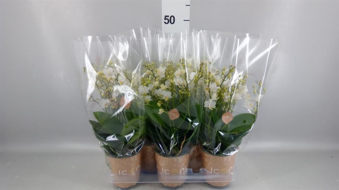 <h4>PHALAENOPSIS MULTI. 'WHITE PUNCH'</h4>