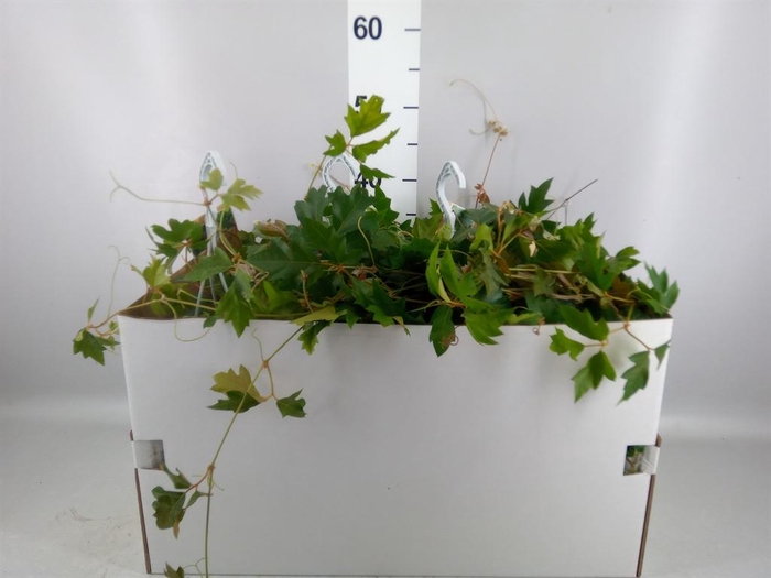 <h4>Cissus rhombifolia 'Ellen Danica'</h4>