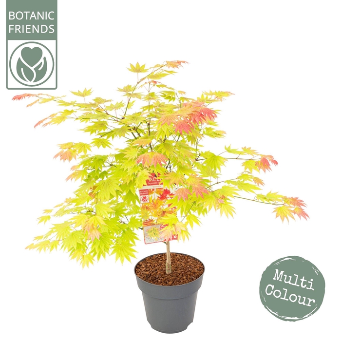 <h4>Acer shir. 'Moonrise'</h4>