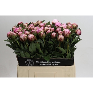 Paeonia Sarah Bernhardt