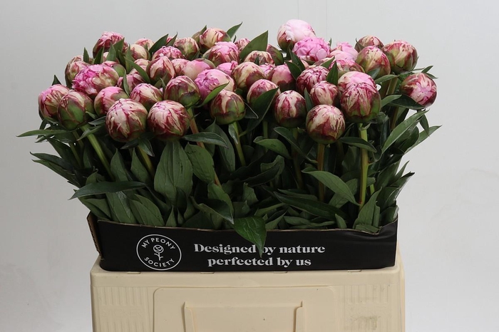 <h4>Paeonia Sarah Bernhardt</h4>