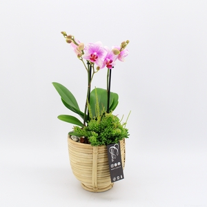 PHAL-2411 Phalaenopsis creatie